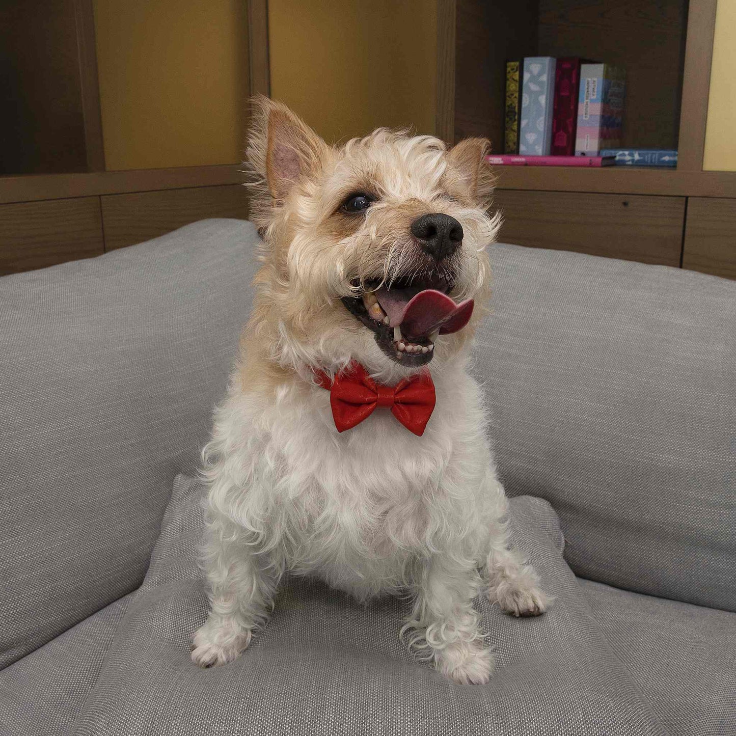 Handcrafted Leather Pet Collar with Stylish Bow