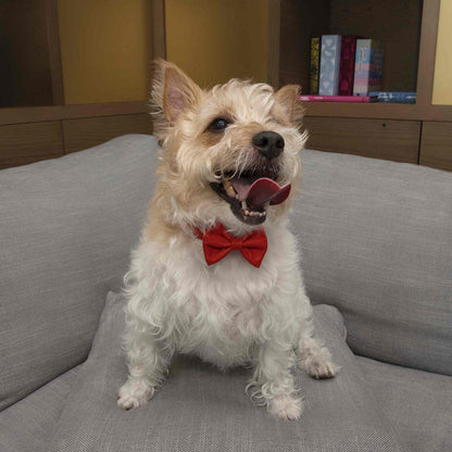 Handcrafted Leather Pet Collar with Stylish Bow